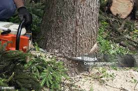 Best Tree Mulching  in North Haledon, NJ
