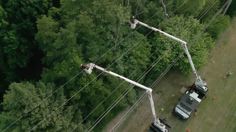 Best Arborist Consultation Services  in North Haledon, NJ