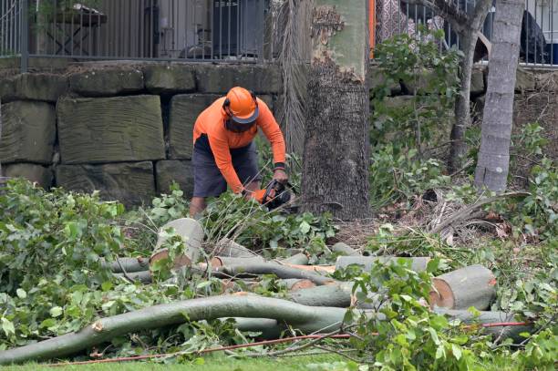 Best Storm Damage Tree Cleanup  in North Haledon, NJ