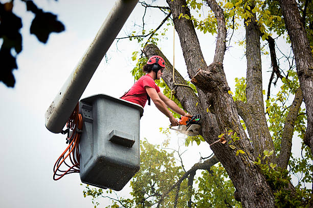 Best Tree Trimming and Pruning  in North Haledon, NJ